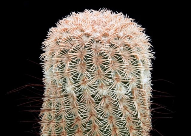 Echinocereus_primolanatus